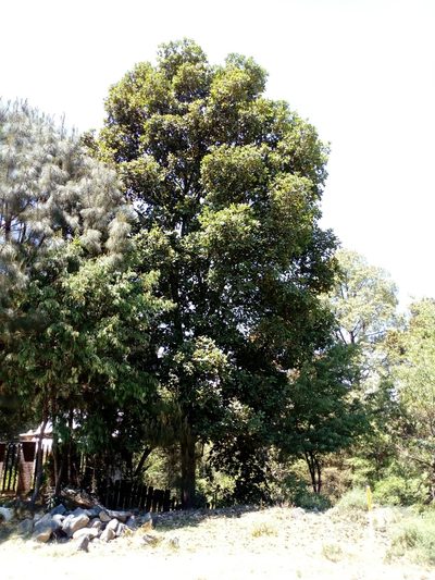 Quercus obtusata, photographed by Juan Antonino Sandoval
