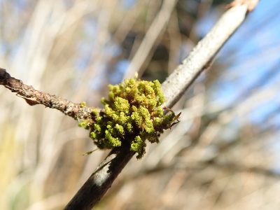 Ulota obtusiuscula, photographed by Randal