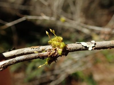 Orthotrichum consimile, photographed by Randal