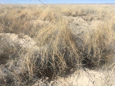 Muhlenbergia pungens, photographed by Cecelia Alexander