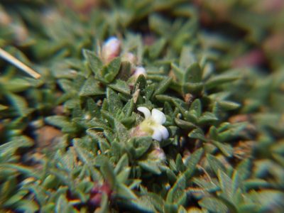 Junellia minima, photographed by cstobie