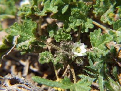 Tarasa nototrichoides, photographed by cstobie