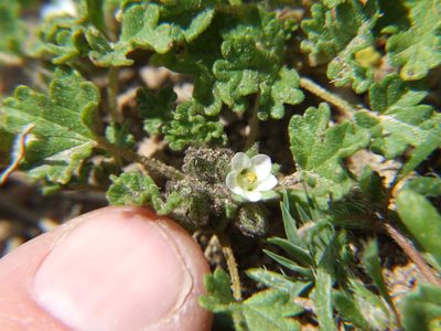Tarasa nototrichoides, photographed by cstobie