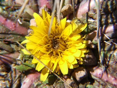 Hypochaeris meyeniana, photographed by cstobie