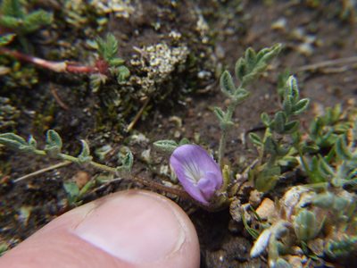 Astragalus uniflorus, photographed by cstobie