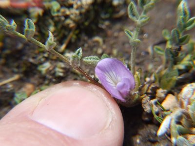 Astragalus uniflorus, photographed by cstobie