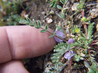 Astragalus uniflorus, photographed by cstobie