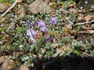 Astragalus peruvianus, photographed by cstobie