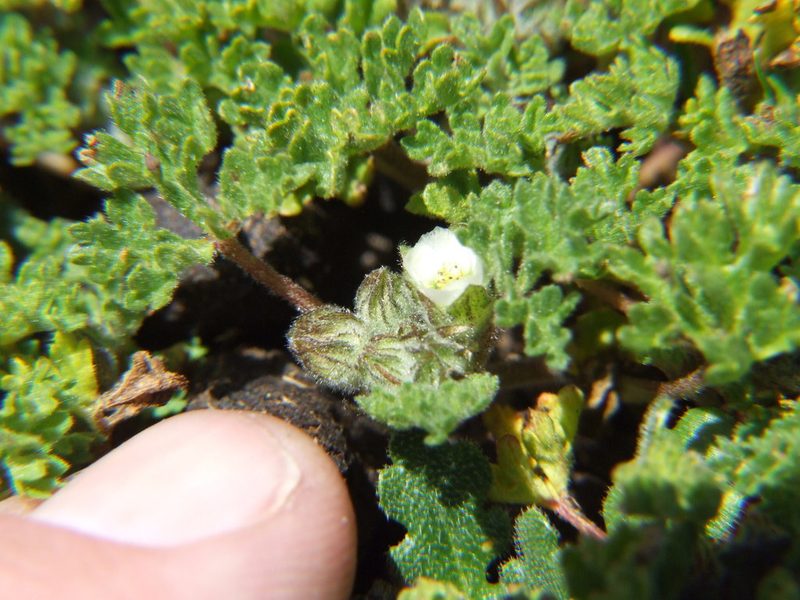 Tarasa nototrichoides, photographed by cstobie