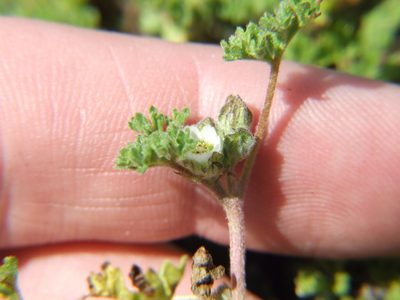 Tarasa nototrichoides, photographed by cstobie