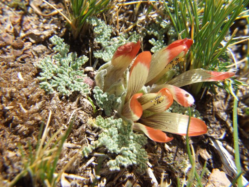 Nototriche pediculariifolia, photographed by cstobie