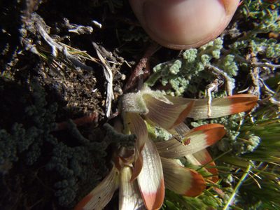 Nototriche pediculariifolia, photographed by cstobie