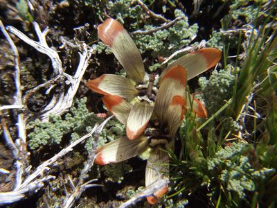 Nototriche pediculariifolia, photographed by cstobie