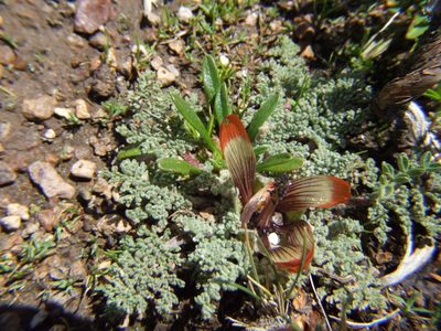 Nototriche pediculariifolia, photographed by cstobie
