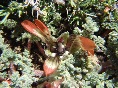 Nototriche pediculariifolia, photographed by cstobie