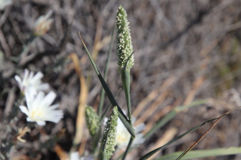 Phalaris minor, photographed by Millie Basden
