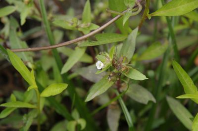 Gratiola virginiana, photographed by Eric Knight