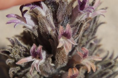 Orobanche cooperi, photographed by Millie Basden