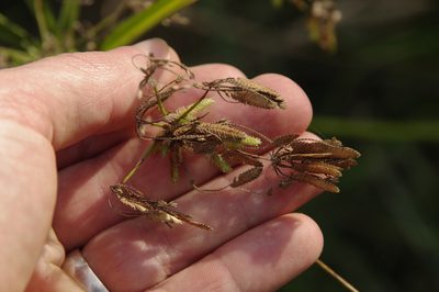 Cyperus ochraceus, photographed by Eric Knight