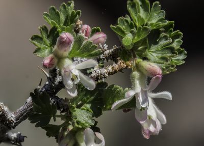 Ribes leptanthum, photographed by Craig Martin