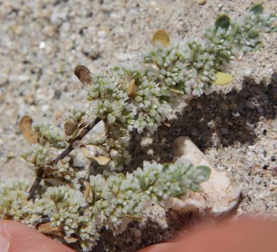 Achyronychia cooperi, photographed by Millie Basden
