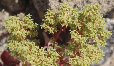 Chorizanthe corrugata, photographed by Millie Basden