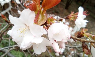 Prunus jamasakura, photographed by Takashi KOIKE