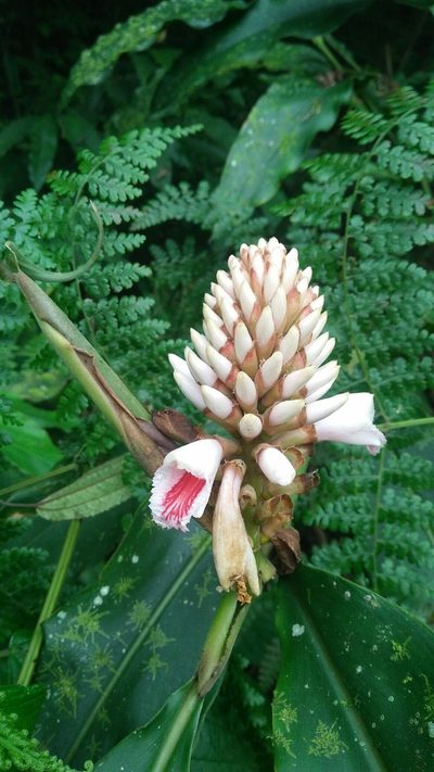 Alpinia pricei, photographed by Cheng-Te Hsu