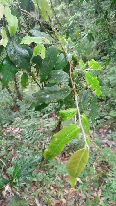 Camellia caudata, photographed by Cheng-Te Hsu