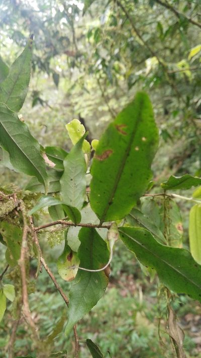 Camellia caudata, photographed by Cheng-Te Hsu