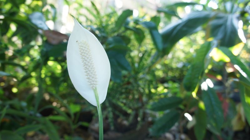 Spathiphyllum wallisii, photographed by Greg III Espera