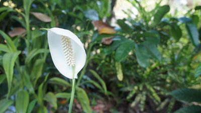 Spathiphyllum wallisii, photographed by Greg III Espera