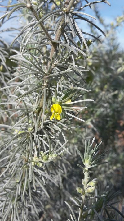 Aspalathus cinerascens, photographed by Christiaan Viljoen