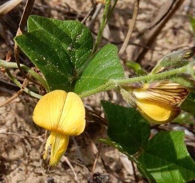 Rhynchosia caribaea, photographed by Henry de Lange
