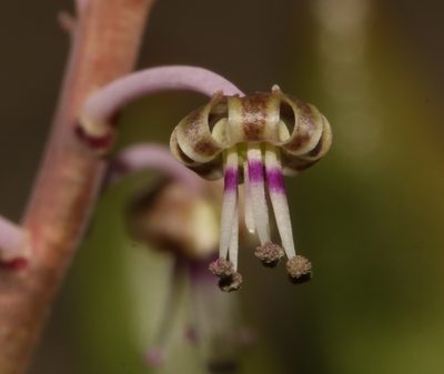 Ledebouria ovalifolia, photographed by Brian du Preez