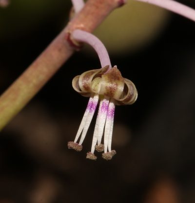 Ledebouria ovalifolia, photographed by Brian du Preez