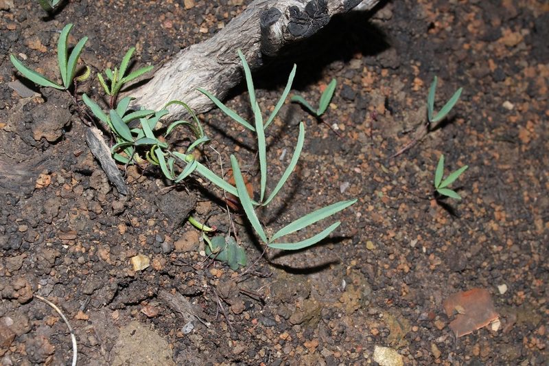 Oxalis microdonta, photographed by Brian du Preez