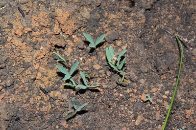 Oxalis microdonta, photographed by Brian du Preez