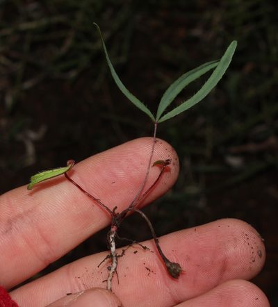 Oxalis microdonta, photographed by Brian du Preez
