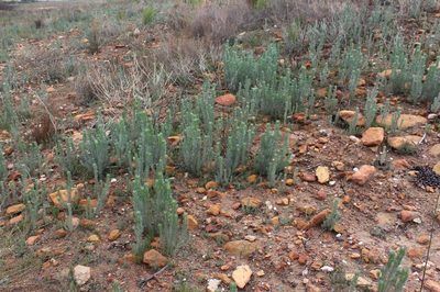 Aspalathus longifolia, photographed by Brian du Preez