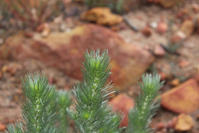 Aspalathus longifolia, photographed by Brian du Preez