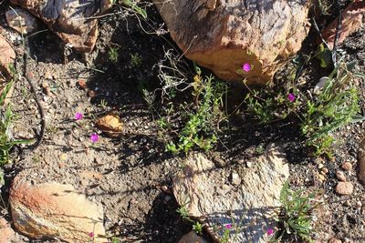 Drosanthemum gracillimum, photographed by Brian du Preez