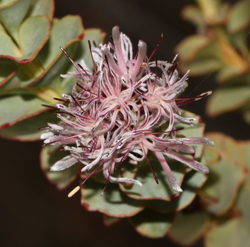 Paranomus spathulatus, photographed by Brian du Preez