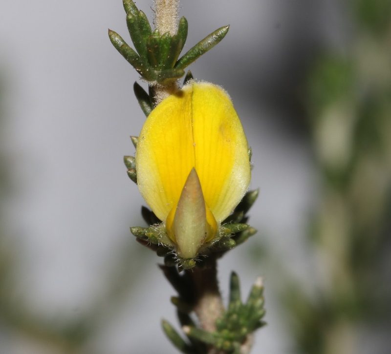 Aspalathus campestris, photographed by Brian du Preez