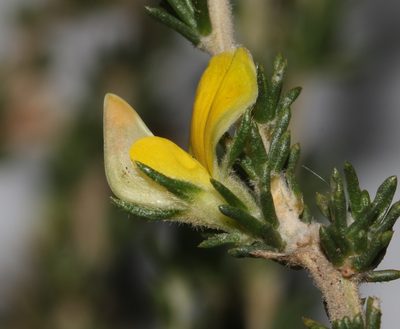 Aspalathus campestris, photographed by Brian du Preez