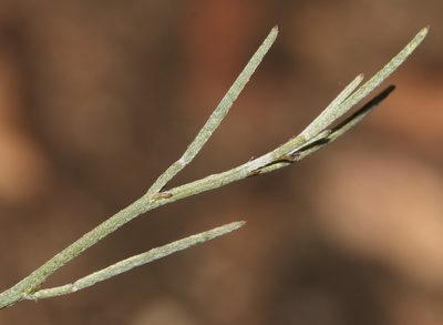 Indigofera leptocarpa, photographed by Brian du Preez