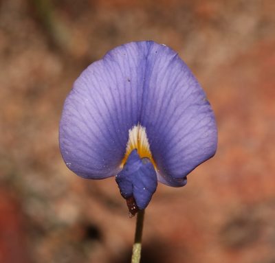 Lotononis filiformis, photographed by Brian du Preez