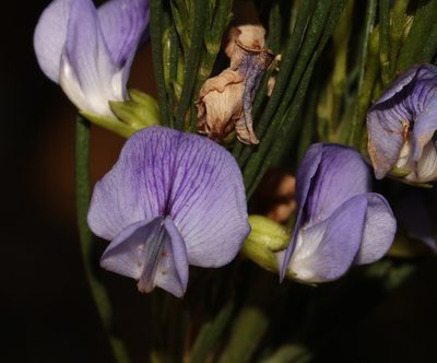 Psoralea sordida, photographed by Brian du Preez
