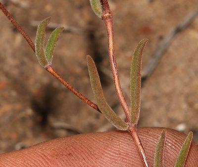 Drosanthemum gracillimum, photographed by Brian du Preez