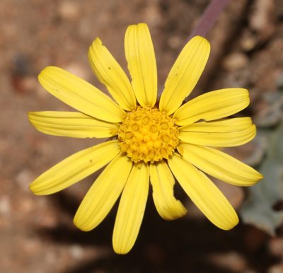 Othonna auriculifolia, photographed by Brian du Preez